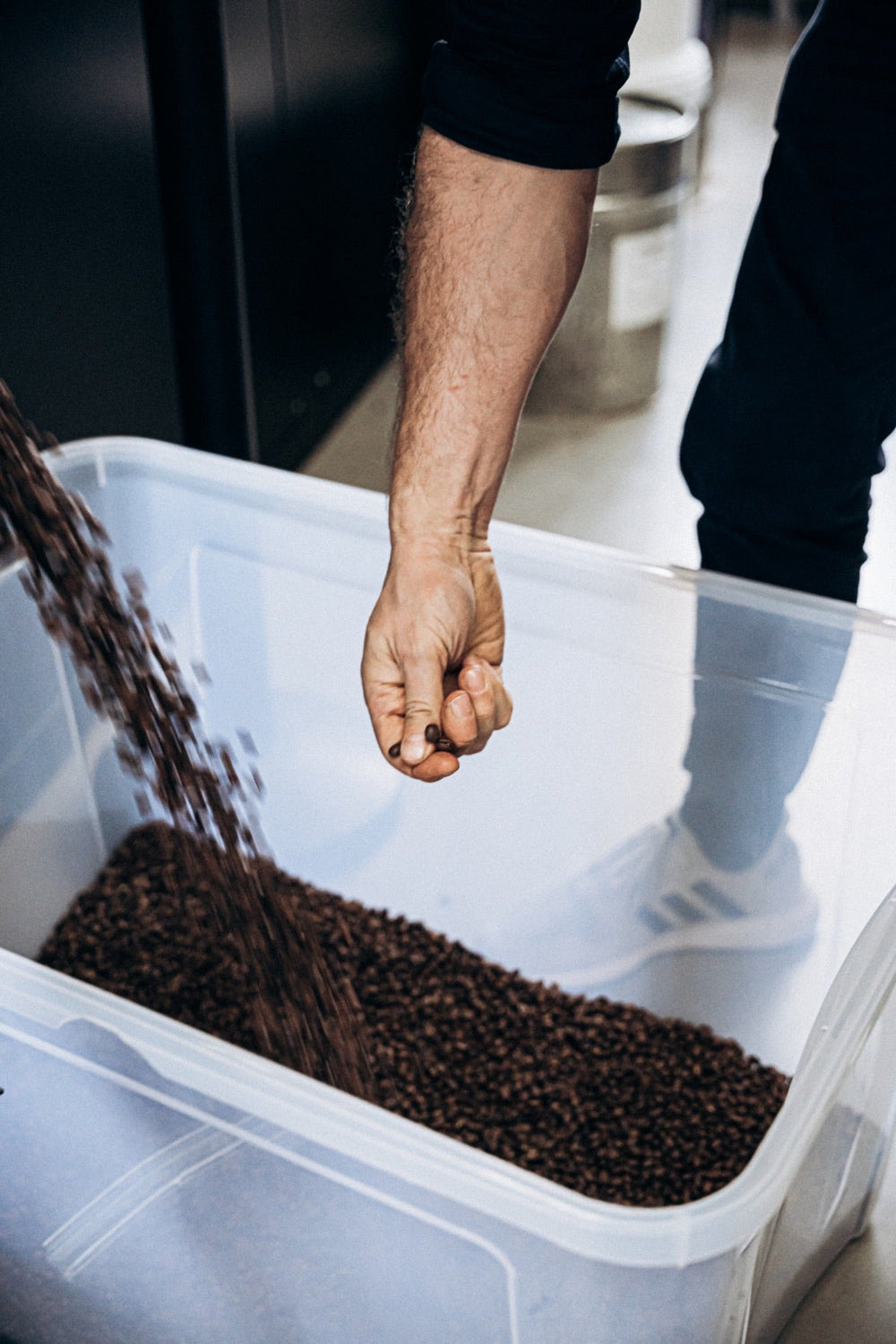 Frisch geröstete Bohnen in der Dritan Alsela Roastery