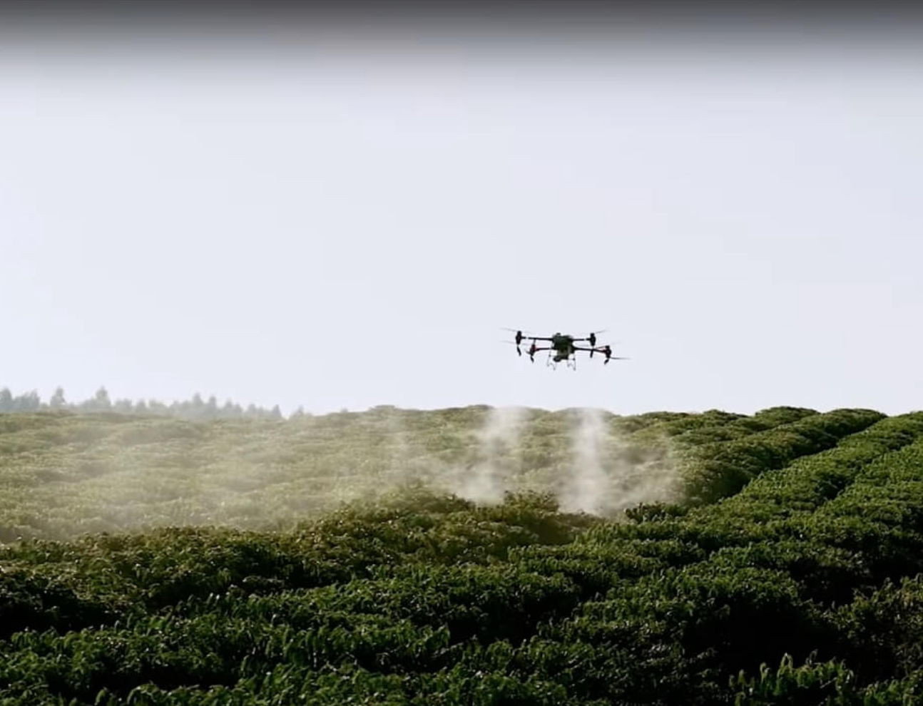 From Farm to Cup: How Artificial Intelligence is Transforming the Coffee Industry