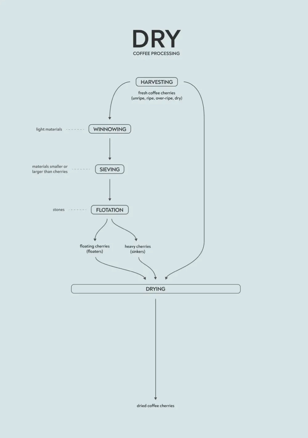 How Coffee is Processed: Dry vs. Washed Explained