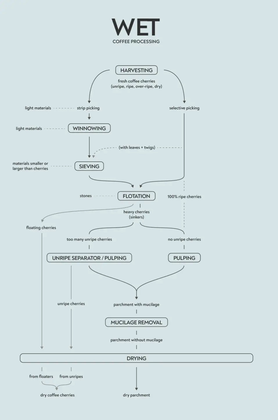 How Coffee is Processed: Dry vs. Washed Explained