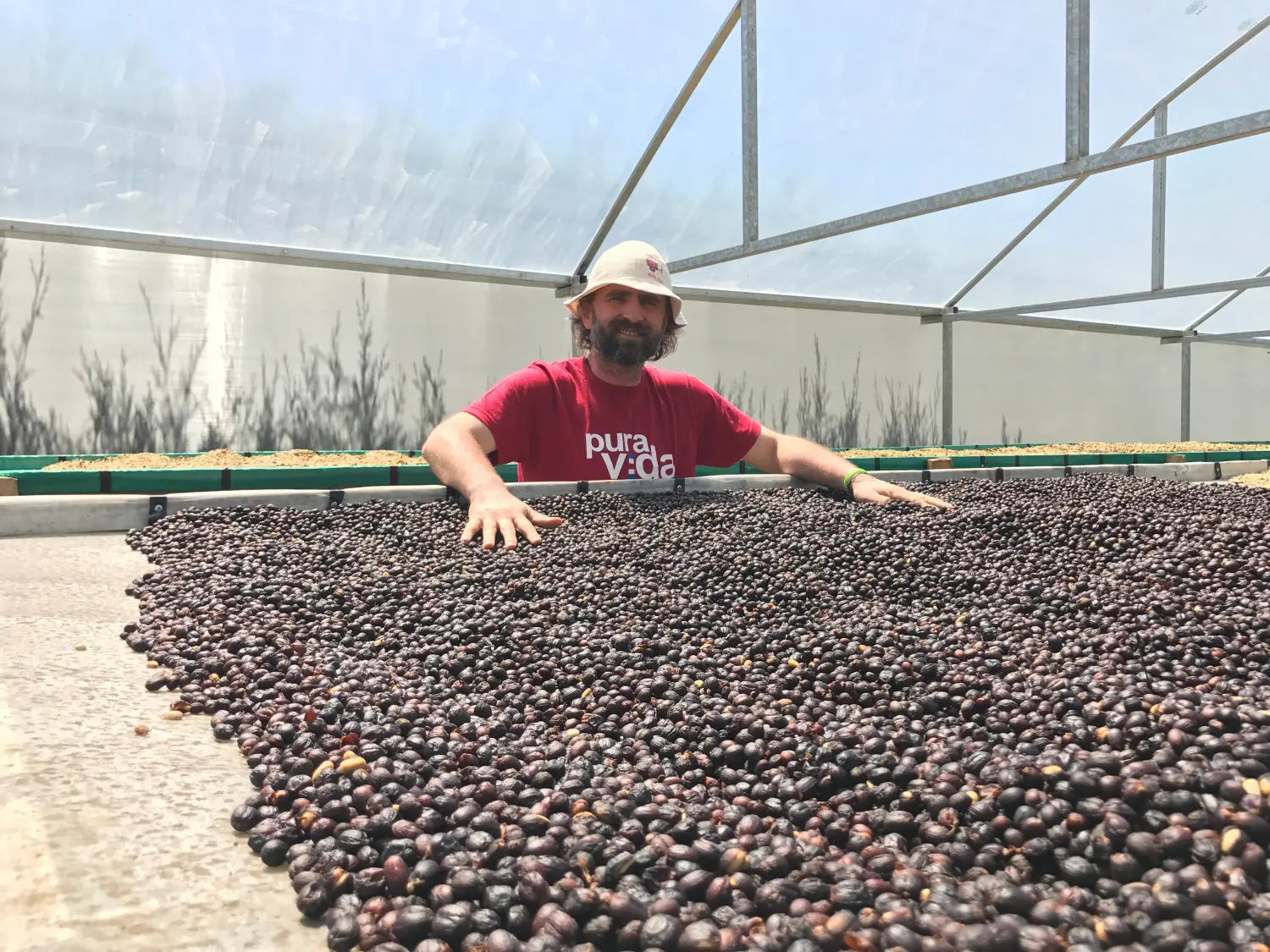 How Coffee is Processed: Dry vs. Washed Explained