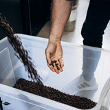 Frisch geröstete Kaffeebohnen werden in eine Kiste gefüllt